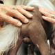 Illustration for article titled Chinese Crested Dog's Beautifully Descended Testicles Bring Divided Nation Together